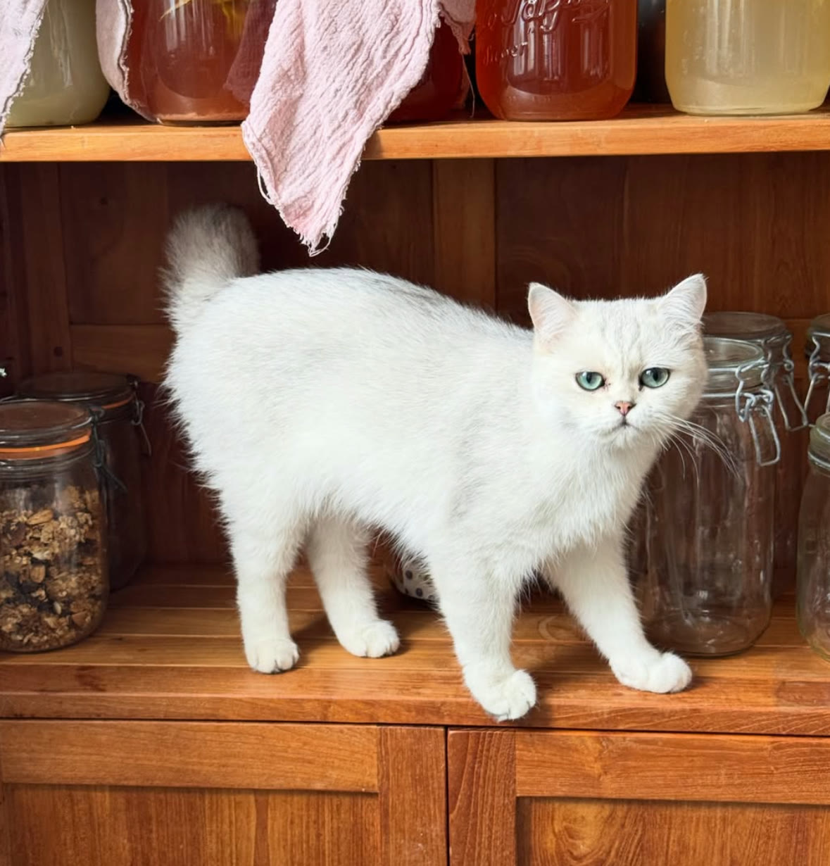 Chat British blanc aux yeux verts, debout sur l'étagère en bois d'un buffet de cuisine, entre des bocaux
